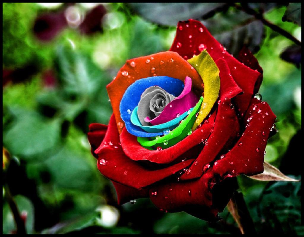 Imágenes de rosas multicolor