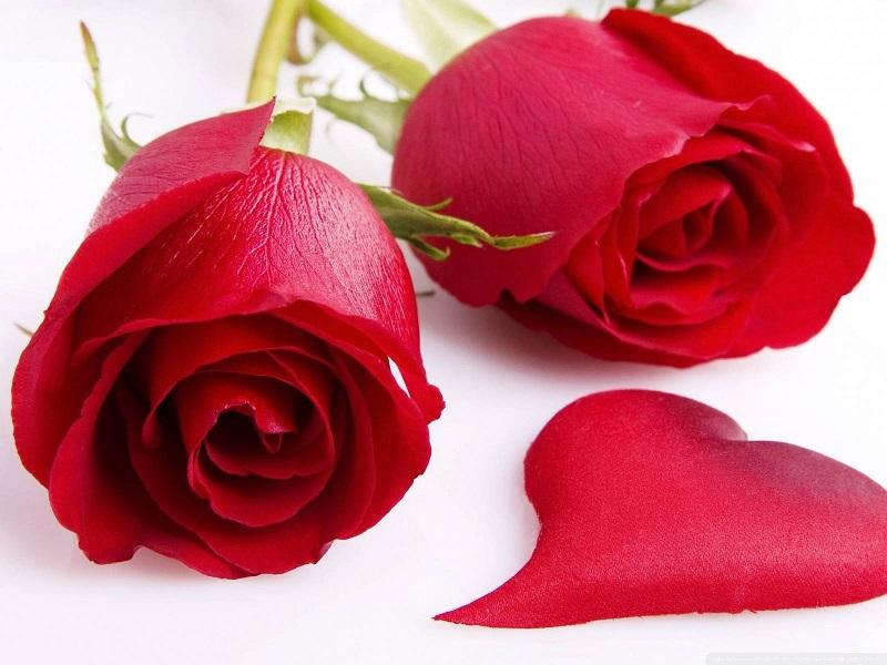 Imágenes de rosas rojas para compartir