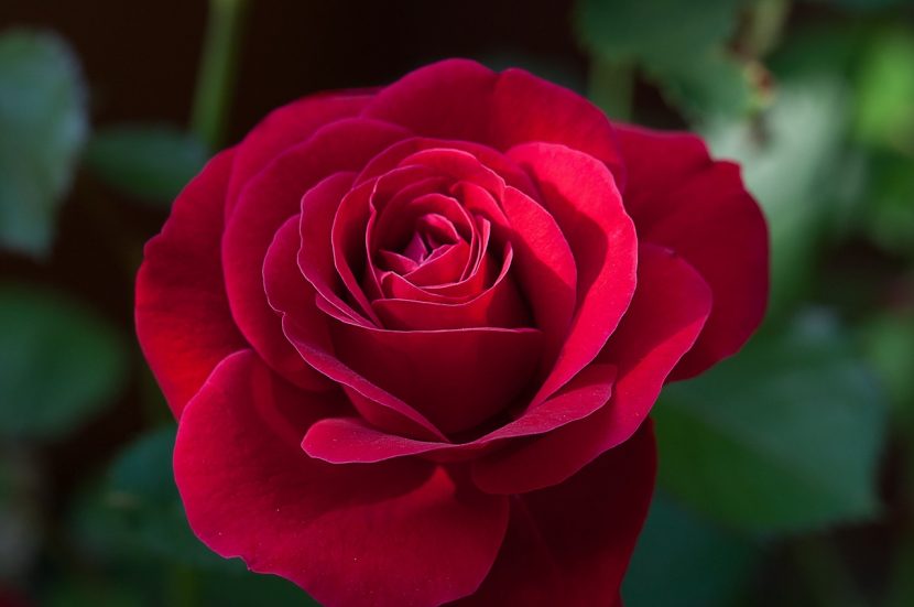 Imágenes de rosas rojas para tu novio